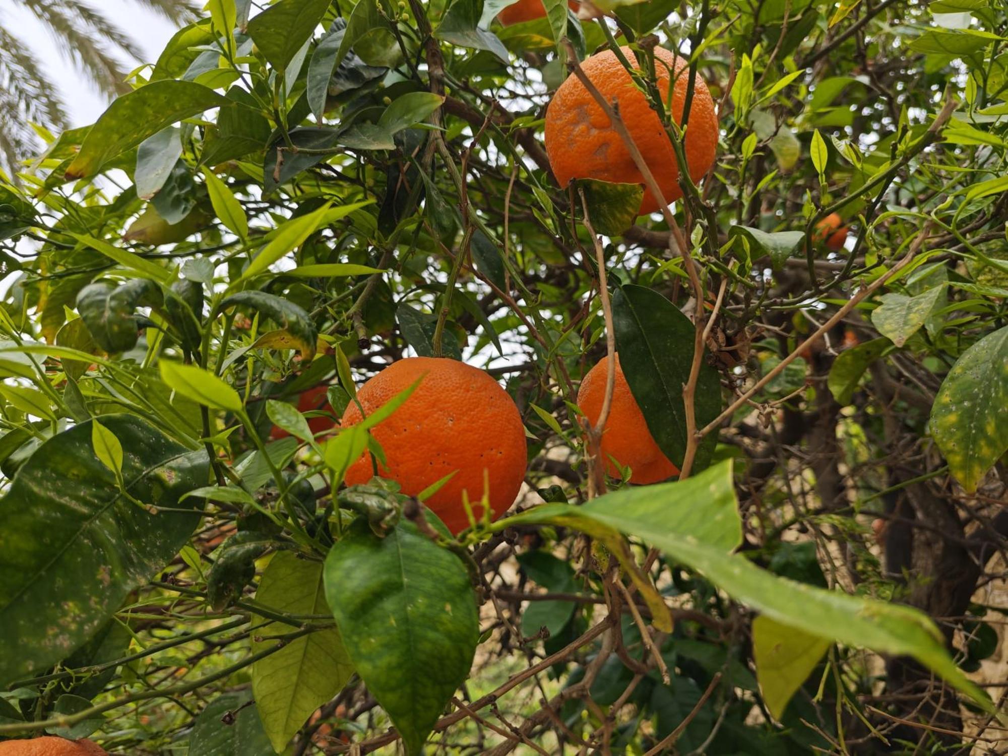 Villa Amoroso - Ospitalita Mediterranea 아그리젠토 외부 사진